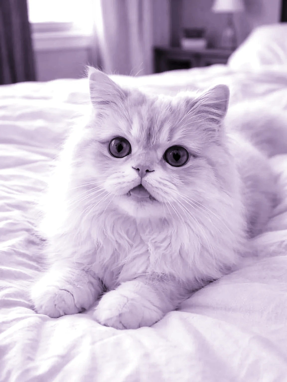 Fantasy Storybook White longhair cat pet portrait style