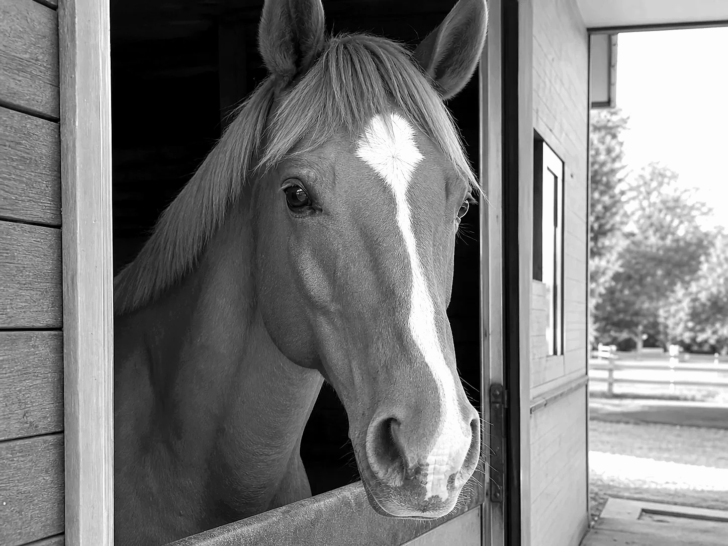 Ink Wash Horse pet portrait style