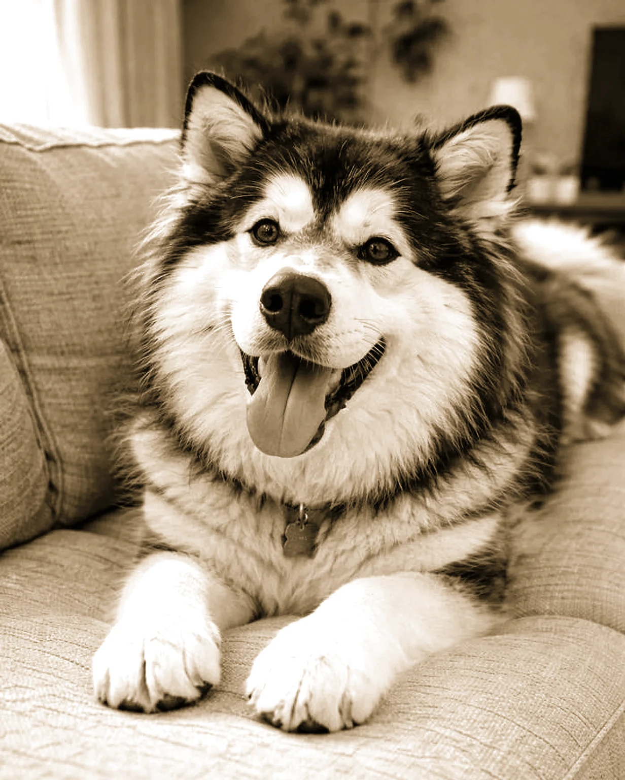 Renaissance Fresco Husky pet portrait style